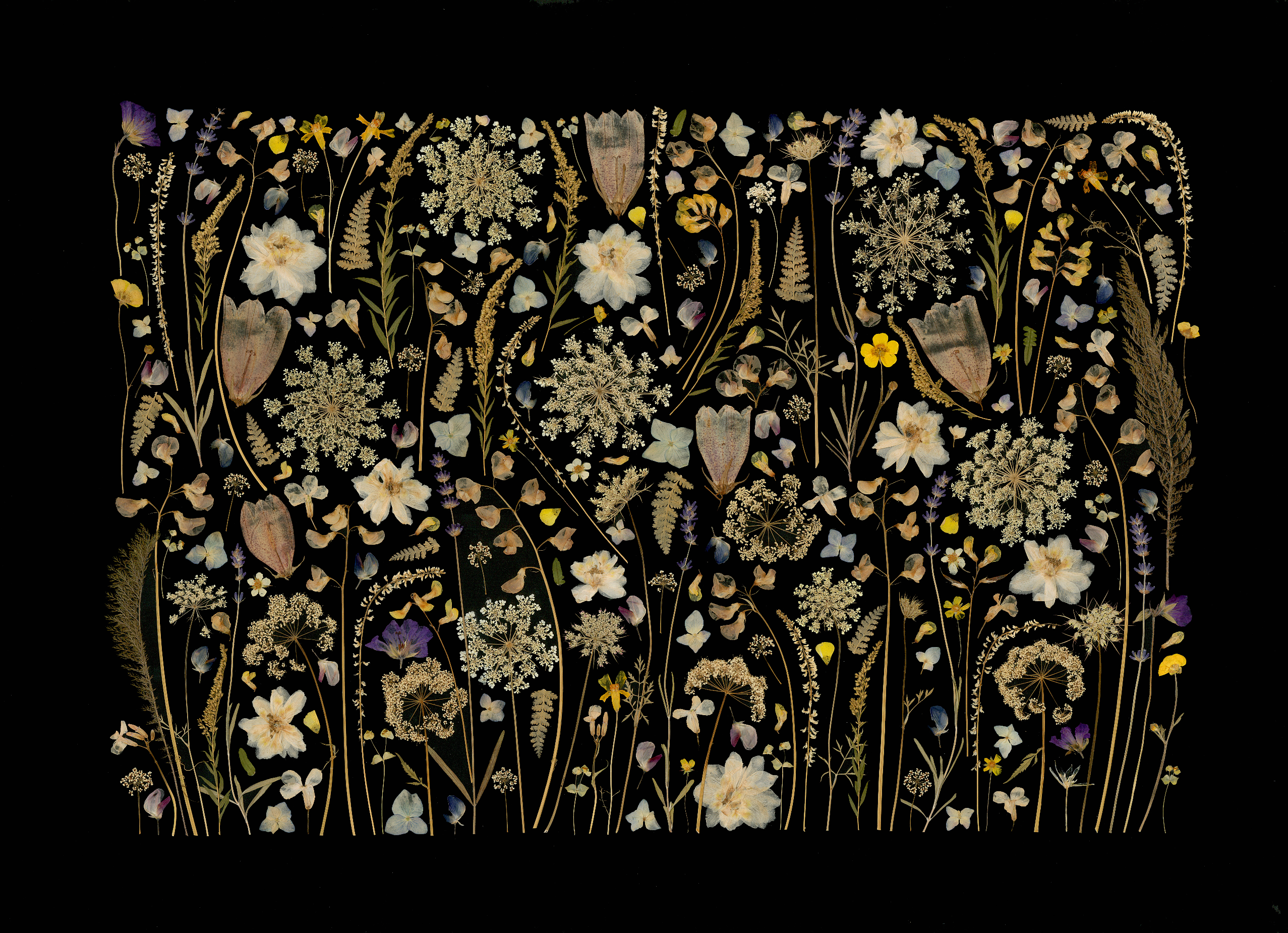 "Midnight Harvest" Fine Art Print