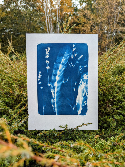 Botanical Sun Print "Lavender Feathers"