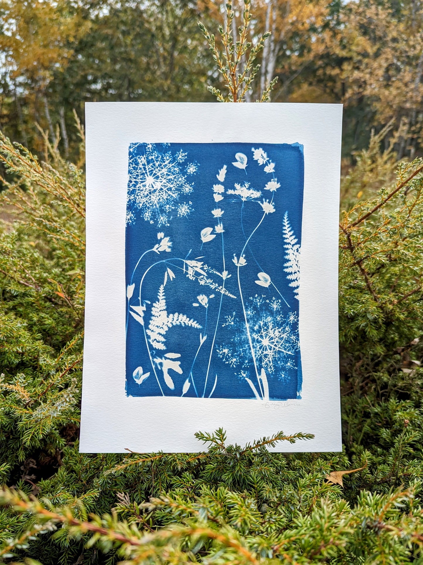 Botanical Sun Print "Twin Ferns"